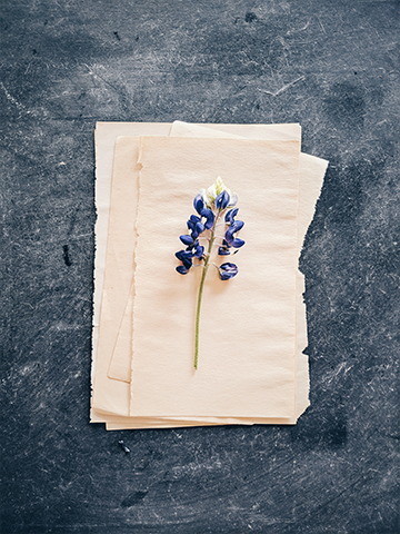 Bluebonnet laying on stationary against a chalky blue background